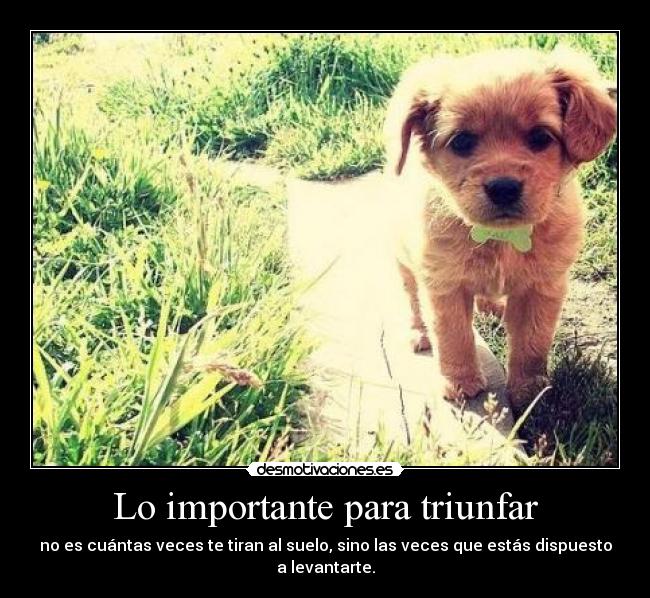 Lo importante para triunfar - no es cuántas veces te tiran al suelo, sino las veces que estás dispuesto
a levantarte.