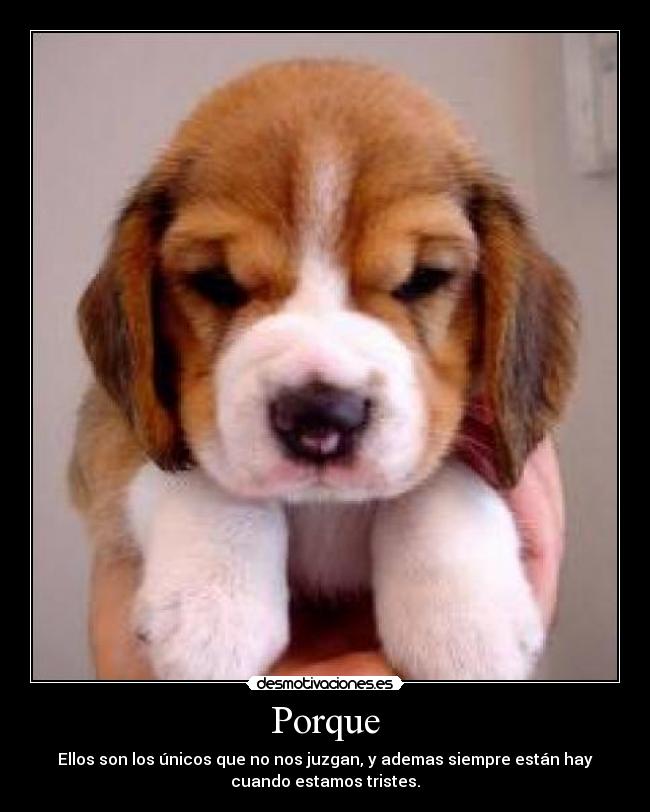 Porque - Ellos son los únicos que no nos juzgan, y ademas siempre están hay
cuando estamos tristes.