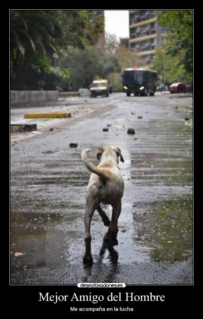 Mejor Amigo del Hombre - Me acompaña en la lucha