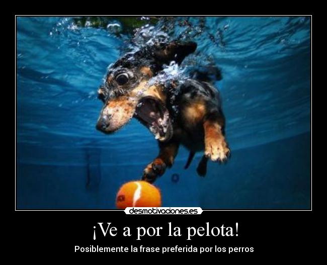 ¡Ve a por la pelota! - Posiblemente la frase preferida por los perros