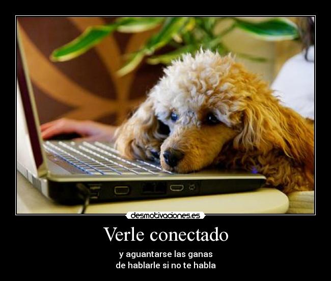 Verle conectado -