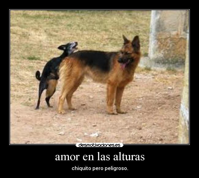 amor en las alturas - chiquito pero peligroso.