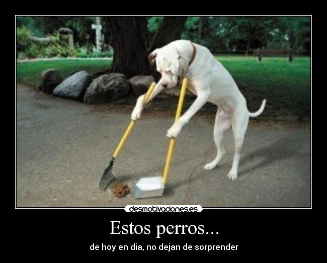 Estos perros... - 