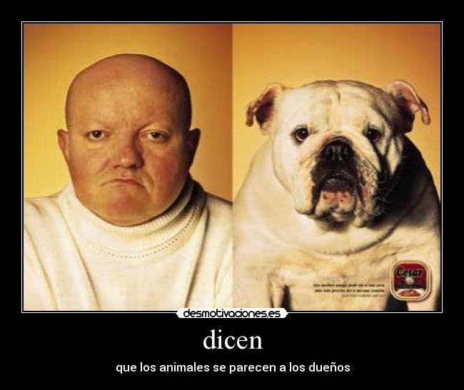 dicen - 