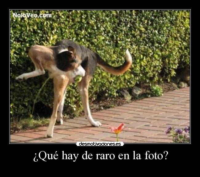 ¿Qué hay de raro en la foto? -