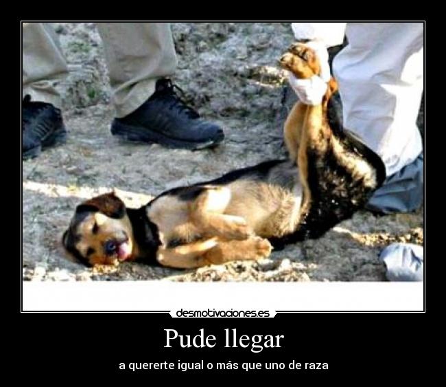 Pude llegar - a quererte igual o más que uno de raza