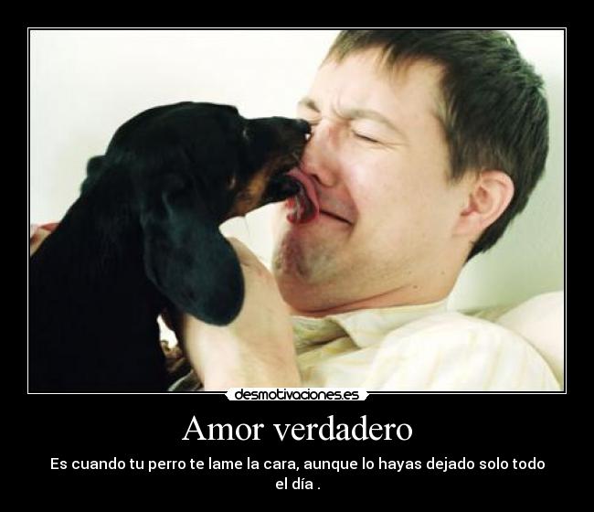 Amor verdadero - Es cuando tu perro te lame la cara, aunque lo hayas dejado solo todo el día .