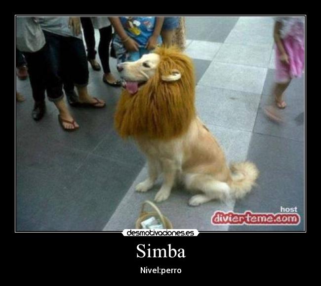 Simba - Nivel:perro