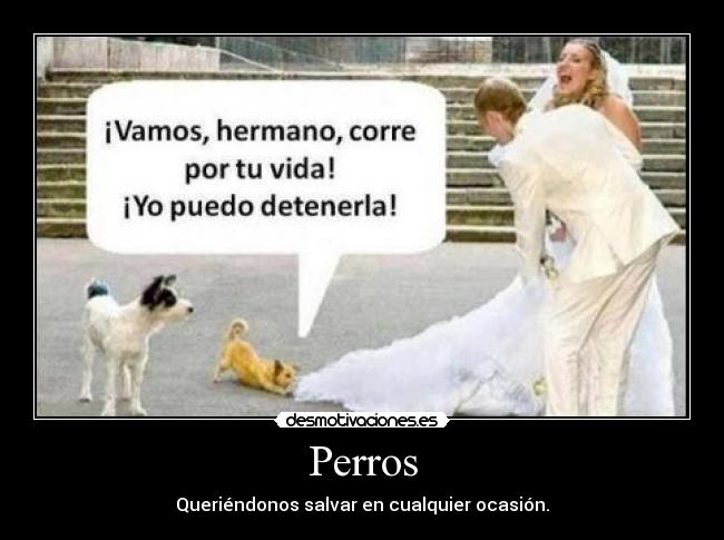 Perros - Queriéndonos salvar en cualquier ocasión.