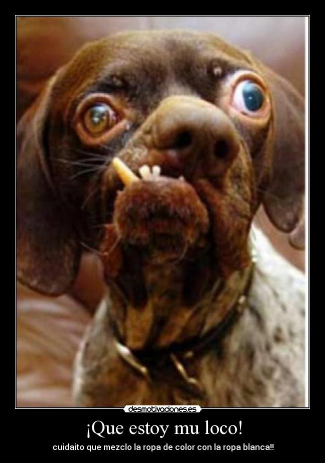 ¡Que estoy mu loco! - 