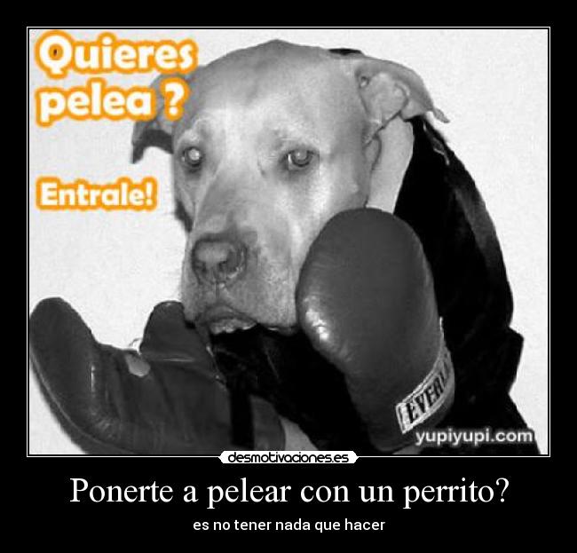 carteles perrito pelea ponerte desmotivaciones