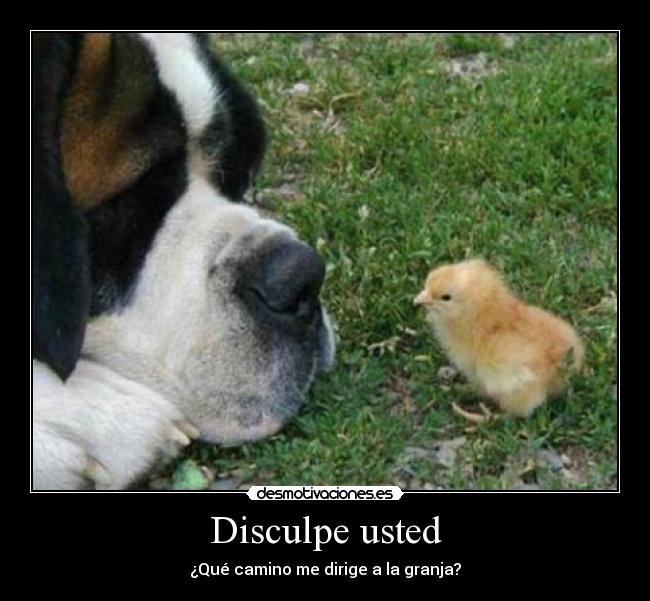 carteles pollito lindo desmotivaciones