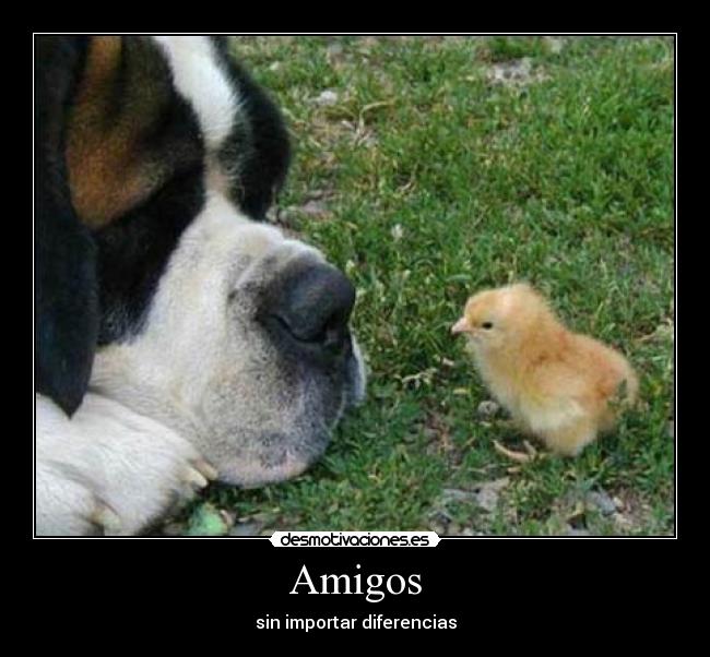 Amigos -