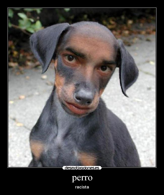 perro - 