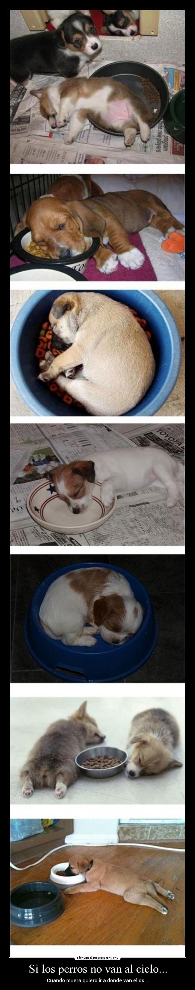 Si los perros no van al cielo... -