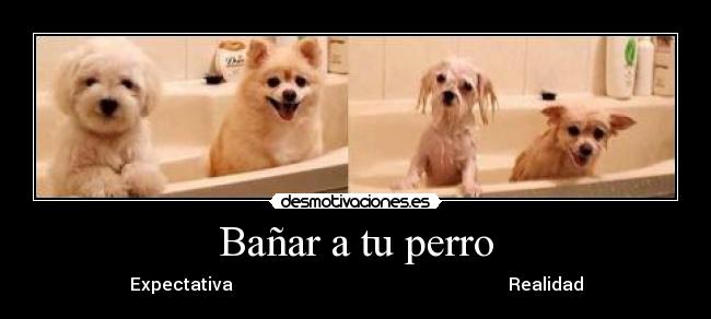 carteles perros bano desmotivaciones