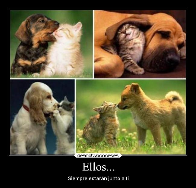 Ellos... - 