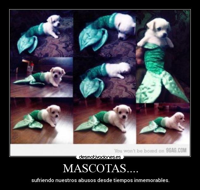 carteles mascotas desmotivaciones
