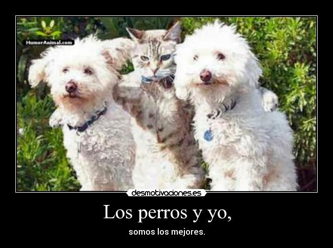 Los perros y yo, - somos los mejores.