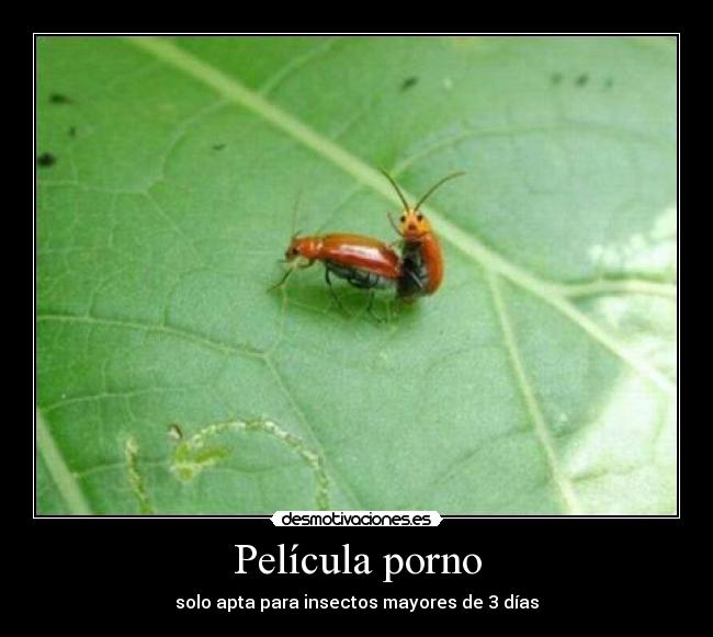 Película porno -