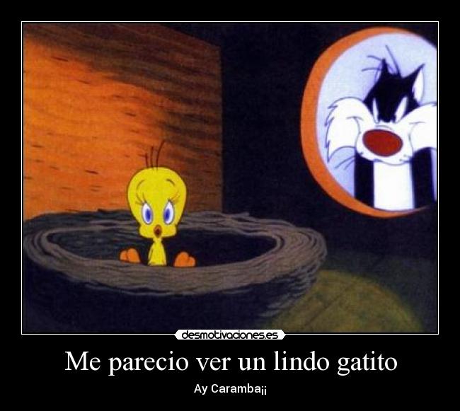Me parecio ver un lindo gatito -