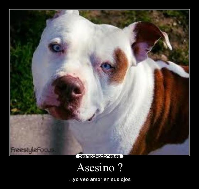 Asesino ? - ...yo veo amor en sus ojos