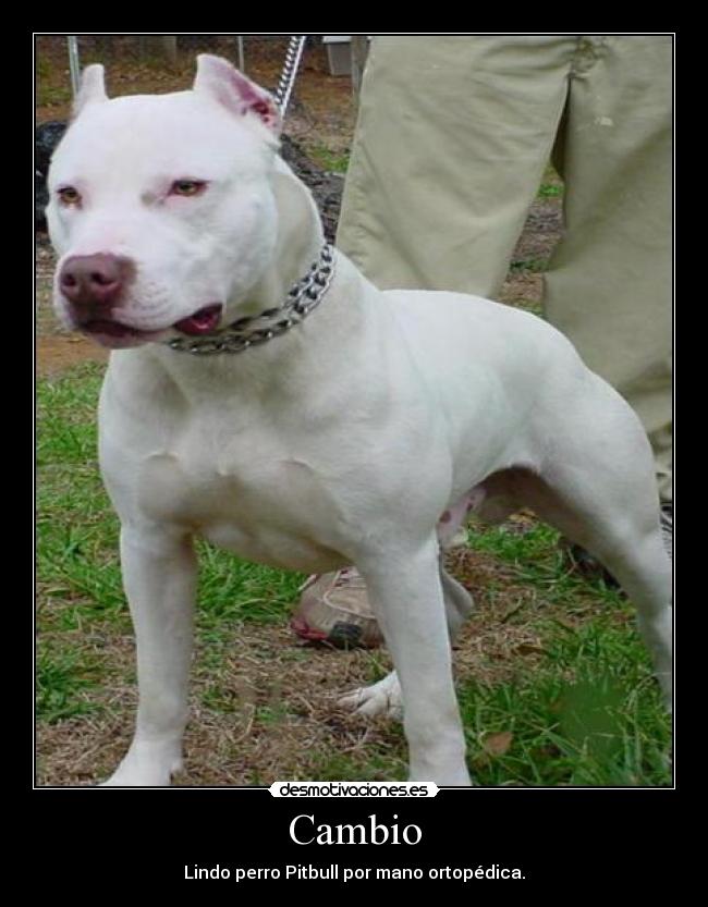 Cambio - Lindo perro Pitbull por mano ortopédica.