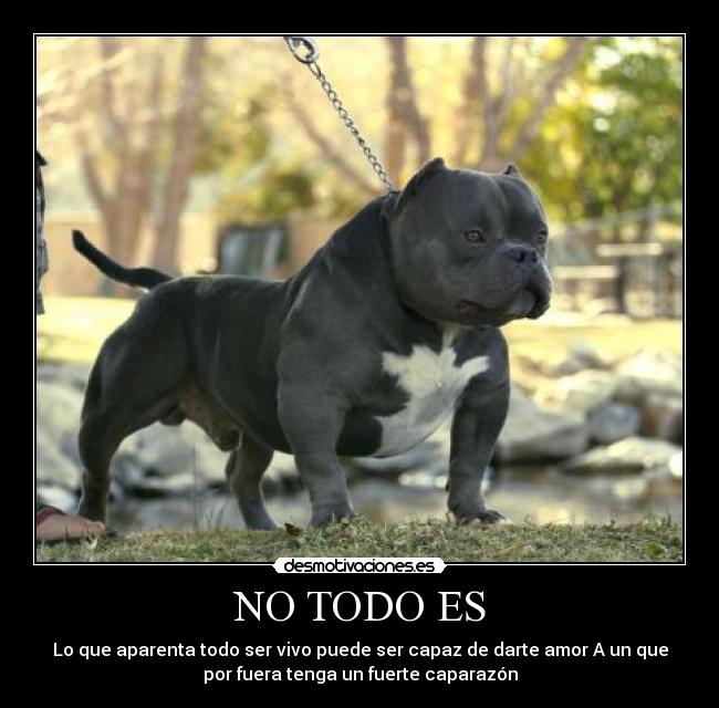 NO TODO ES - Lo que aparenta todo ser vivo puede ser capaz de darte amor A un que
por fuera tenga un fuerte caparazón