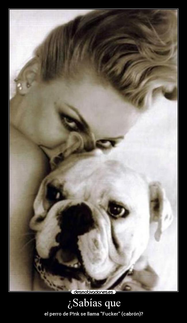 ¿Sabías que - el perro de P!nk se llama Fucker (cabrón)?