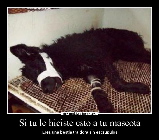 Si tu le hiciste esto a tu mascota -
