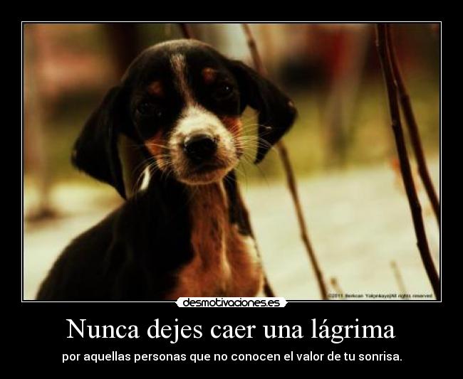 Nunca dejes caer una lágrima -