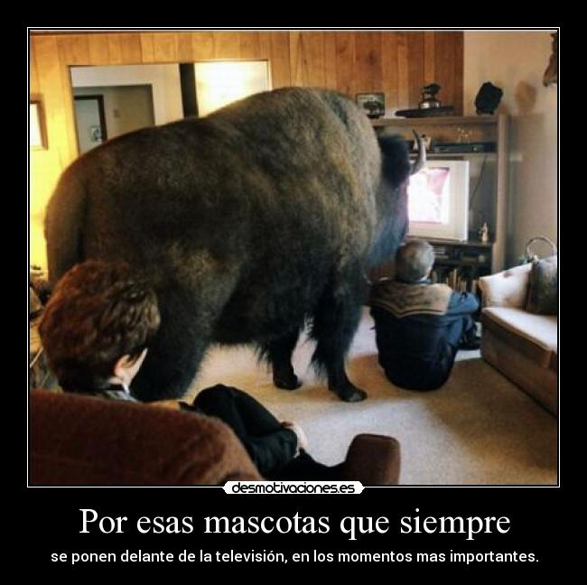 Por esas mascotas que siempre -