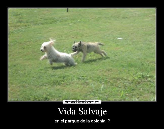 carteles vida vida salvaje desmotivaciones