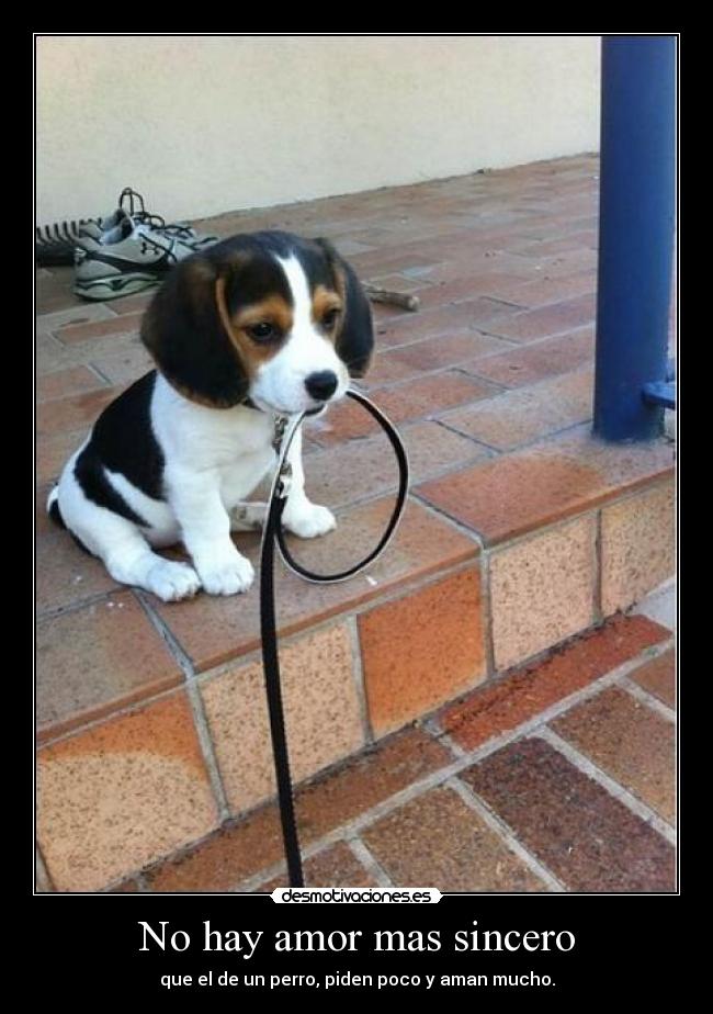 No hay amor mas sincero - que el de un perro, piden poco y aman mucho.
