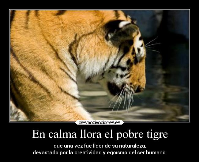 En calma llora el pobre tigre -