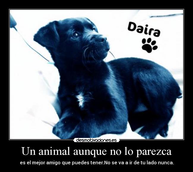 Un animal aunque no lo parezca - es el mejor amigo que puedes tener.No se va a ir de tu lado nunca.