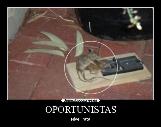 OPORTUNISTAS - Nivel: rata