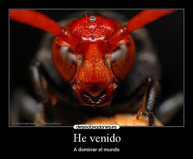 He venido - 