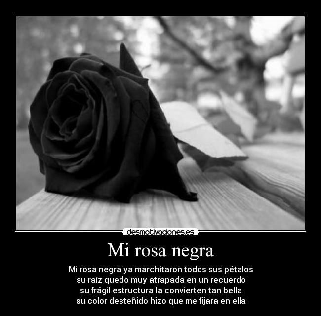 carteles rosa negra desmotivaciones