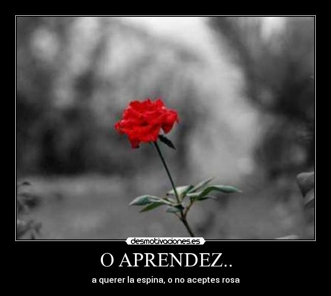 O APRENDEZ.. - a querer la espina, o no aceptes rosa