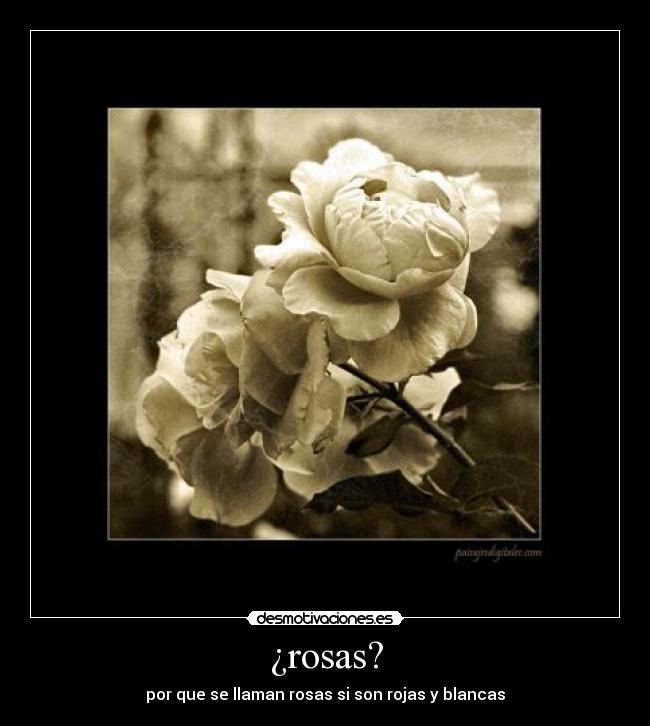 carteles rosas desmotivaciones