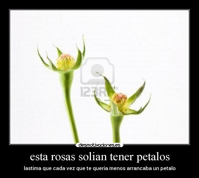 esta rosas solian tener petalos - 