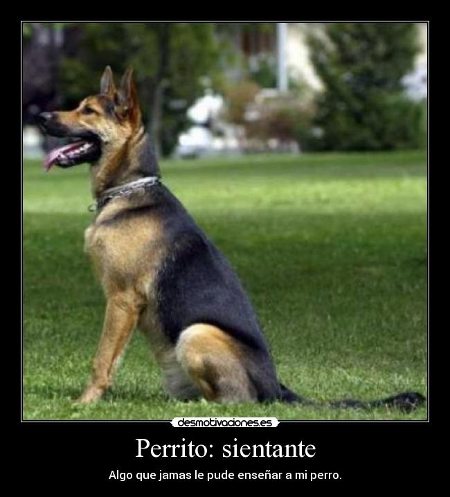 Perrito: sientante - 