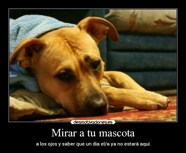 Mirar a tu mascota -