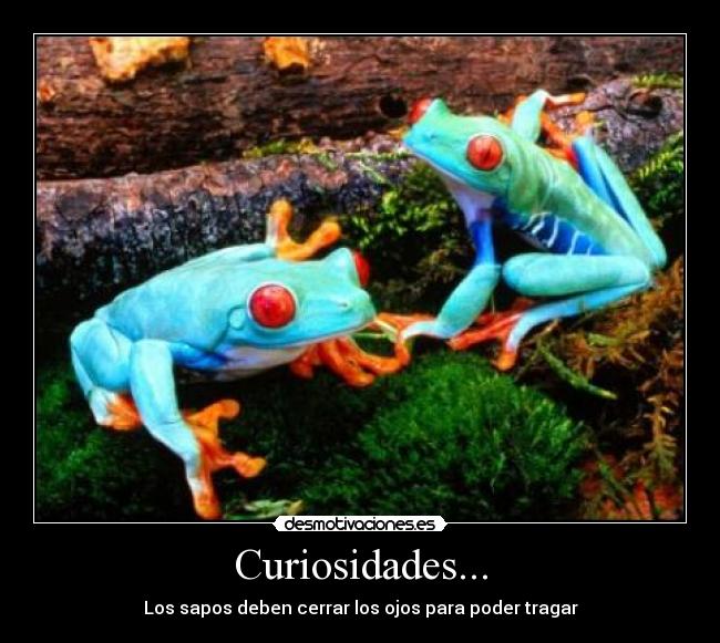 Curiosidades... - Los sapos deben cerrar los ojos para poder tragar