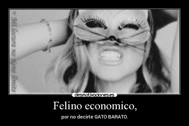 Felino economico, - 