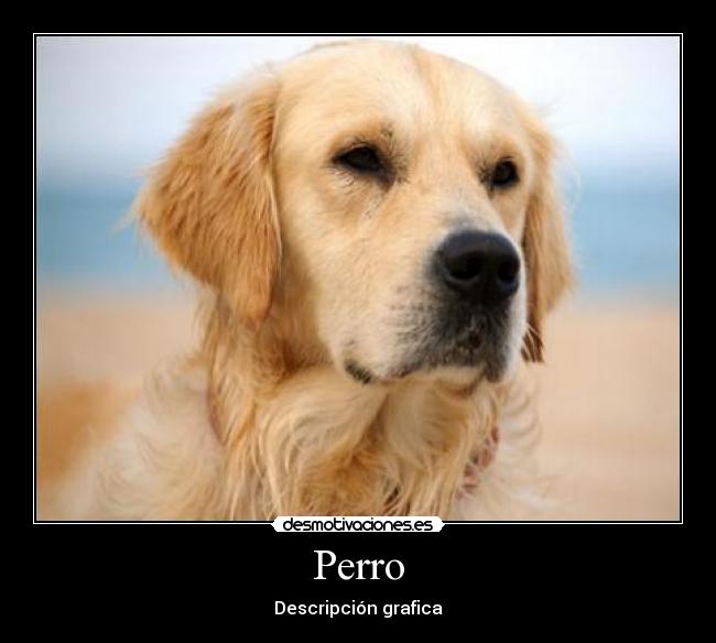 Perro - Descripción grafica