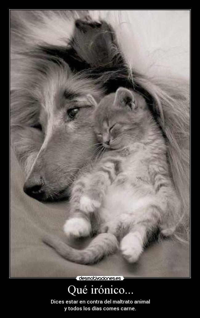 Qué irónico... - Dices estar en contra del maltrato animal
y todos los días comes carne.