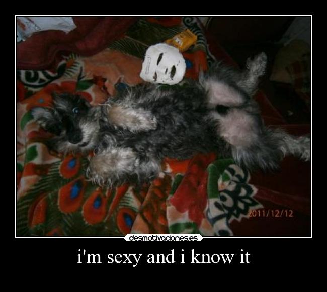 im sexy and i know it -