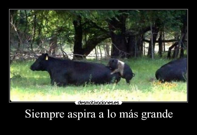 carteles eften mono cerdito xdddd desmotivaciones